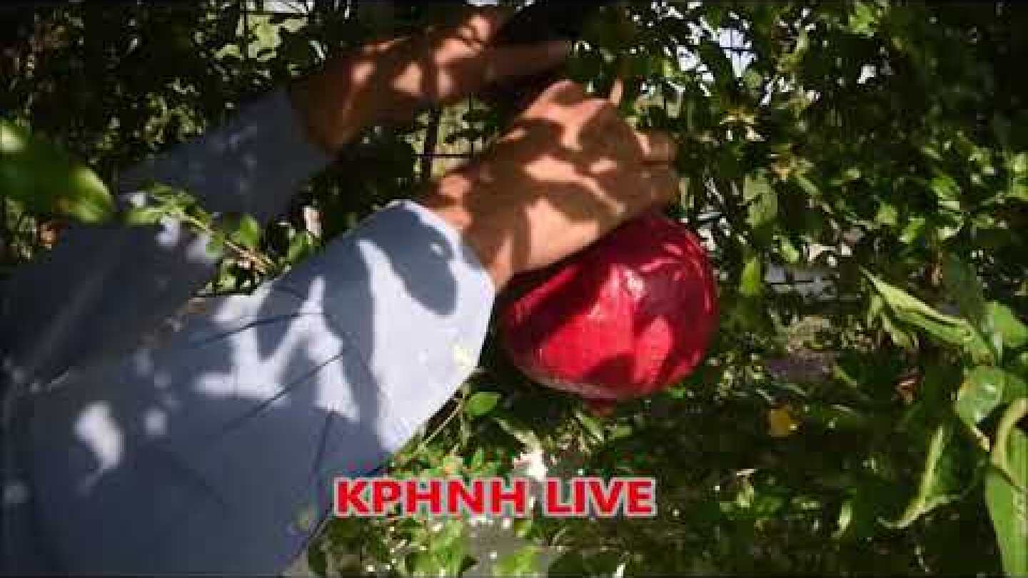 Γιγάντιο Ρόδι στο Γριζάνο Τρικάλων ζυγίζει 1 κιλό και 600 γραμμάρια!!!