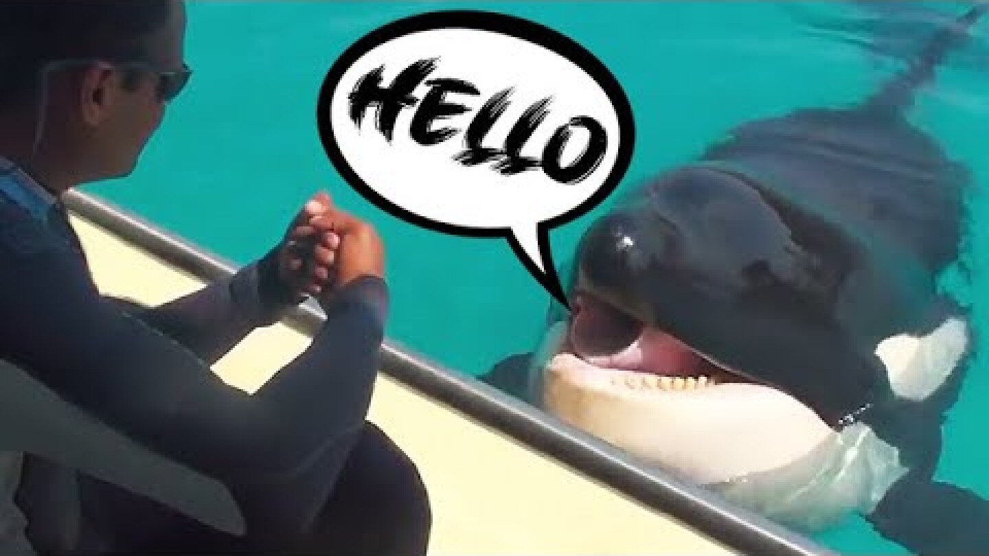 Meet Wikie - The Talking Killer Whale