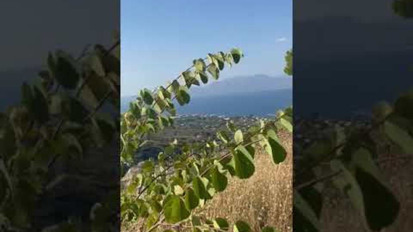 Φωτιά Κάλαμος AtticaToday.gr