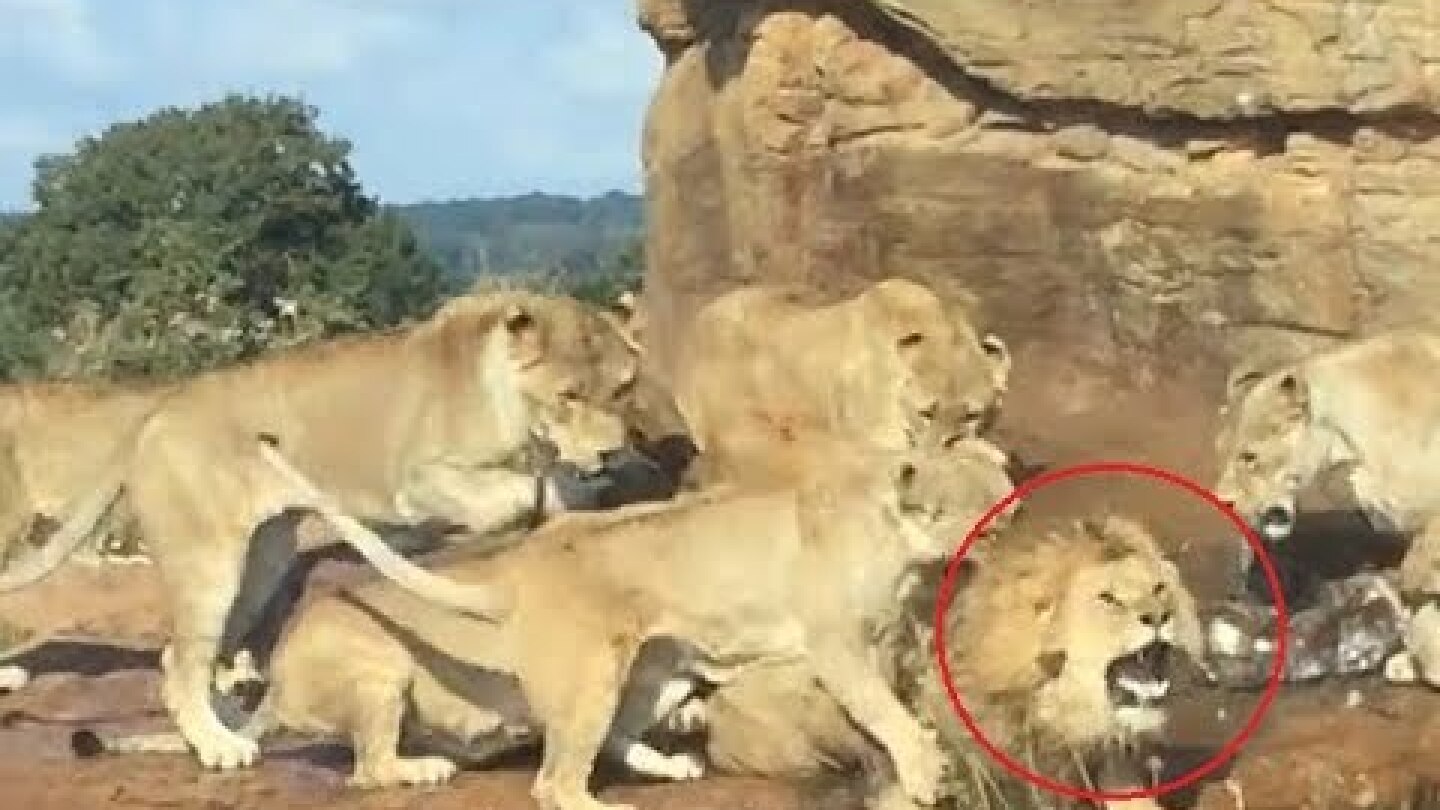 West Midlands Safari workers intercept as female lions attack male