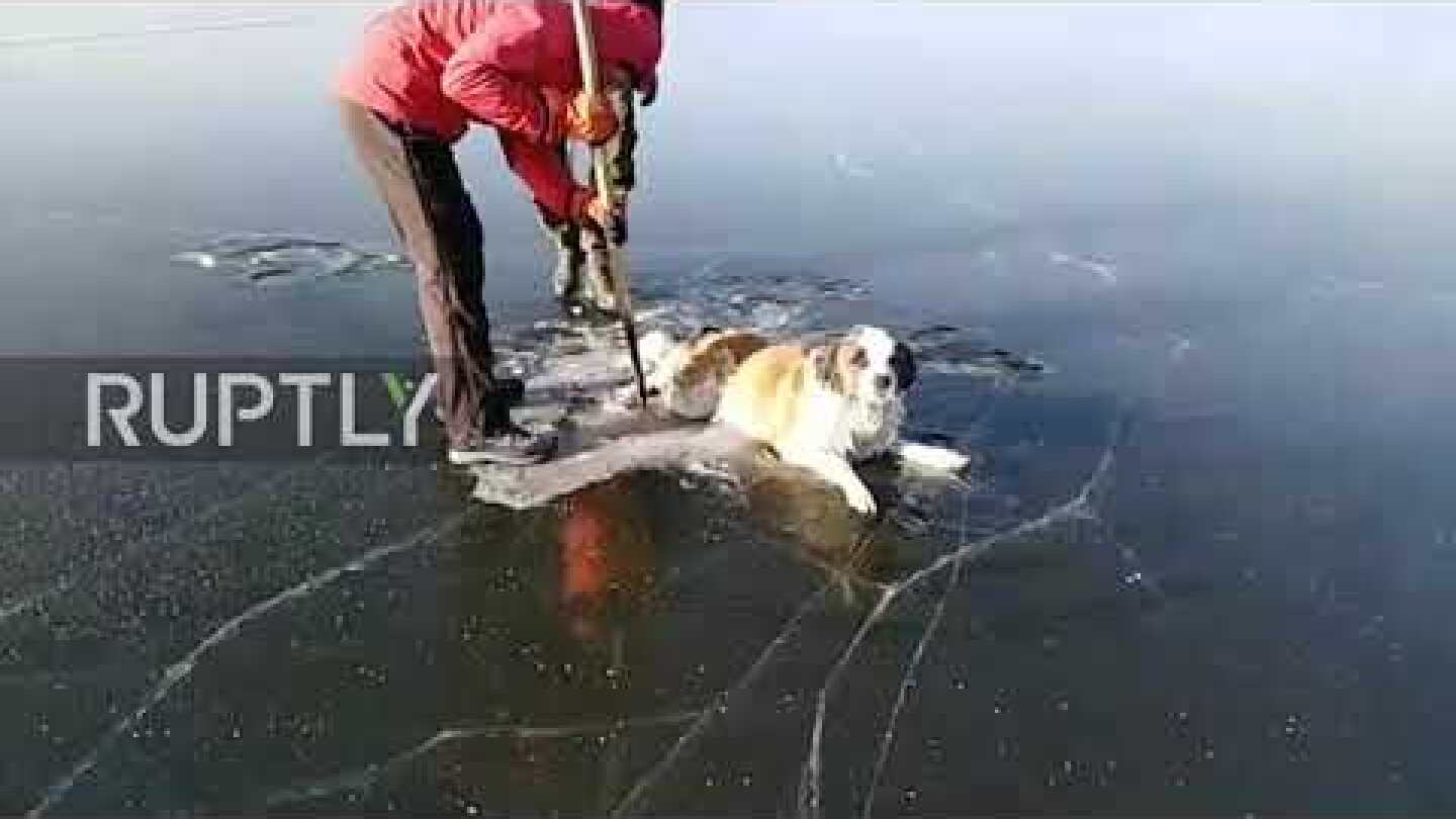 Ruff day! Rescuers pull dog from frozen lake in Chita