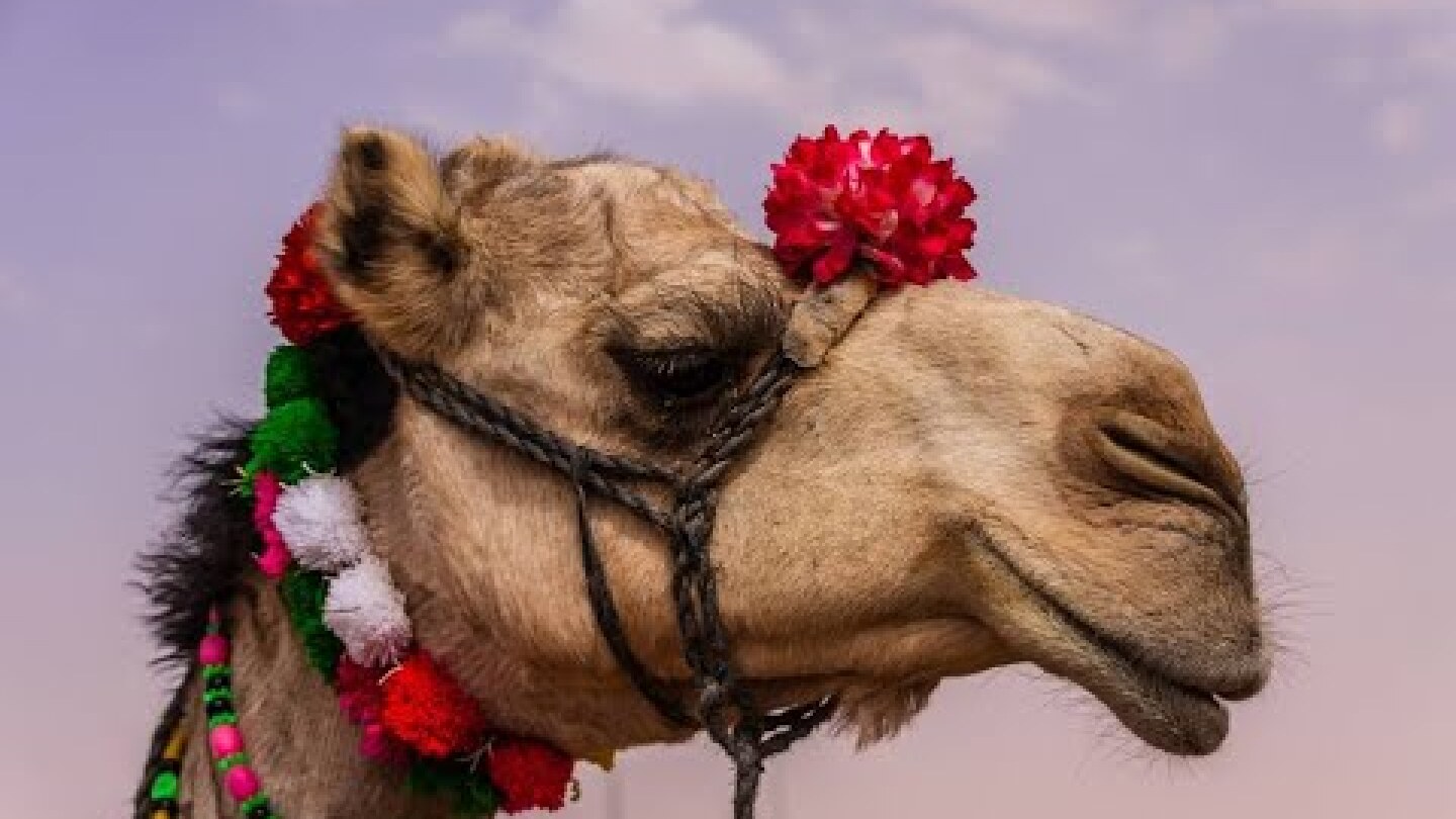 Inside Saudi Arabia’s Million Dollar Camel Beauty Contest!