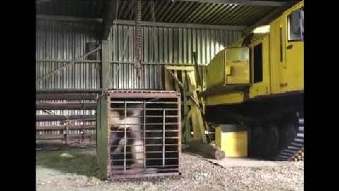 Trapped polar bear - 2