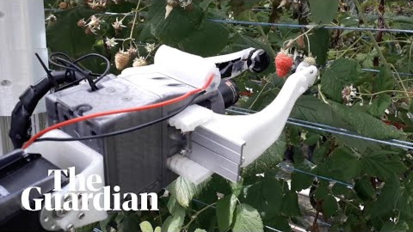 The world's first raspberry-picking robot can pick 25,000 a day