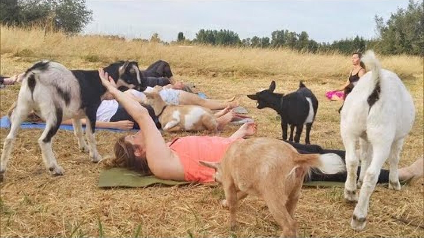 Goat Yoga, the latest craze