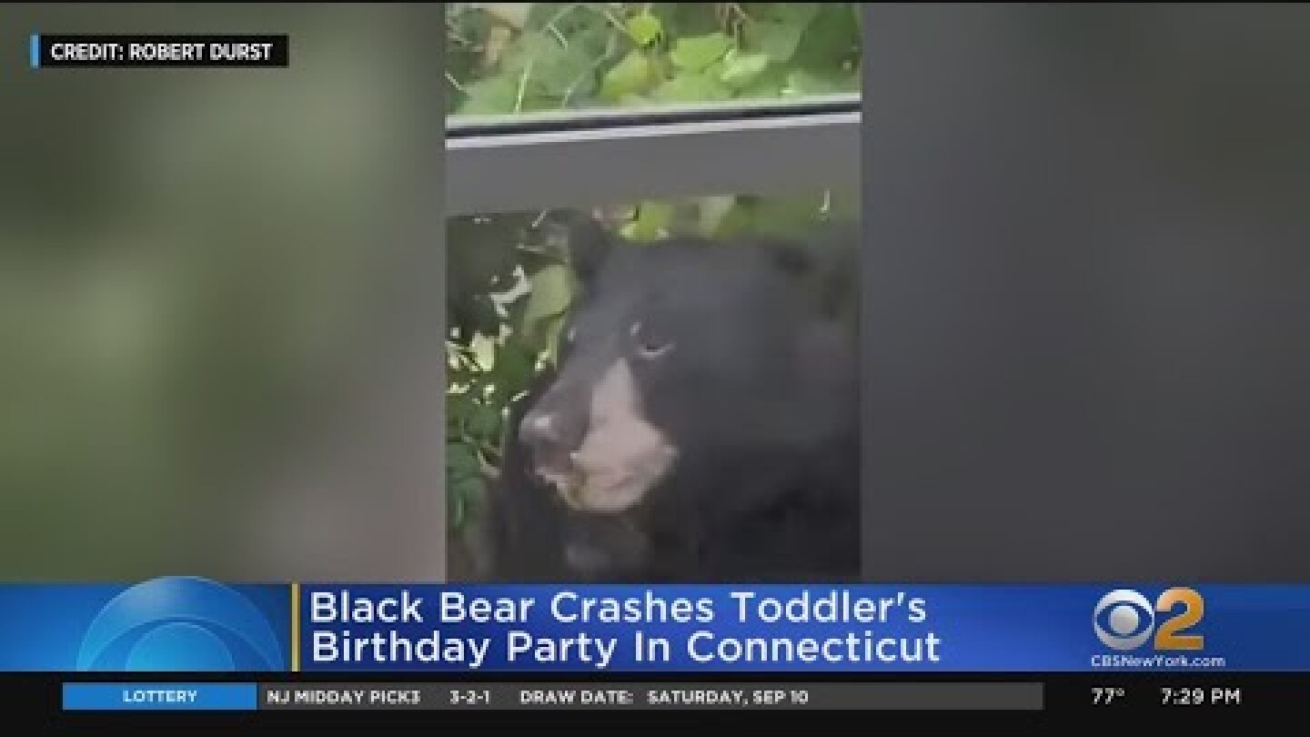 Black bear crashes toddler's birthday party in Connecticut