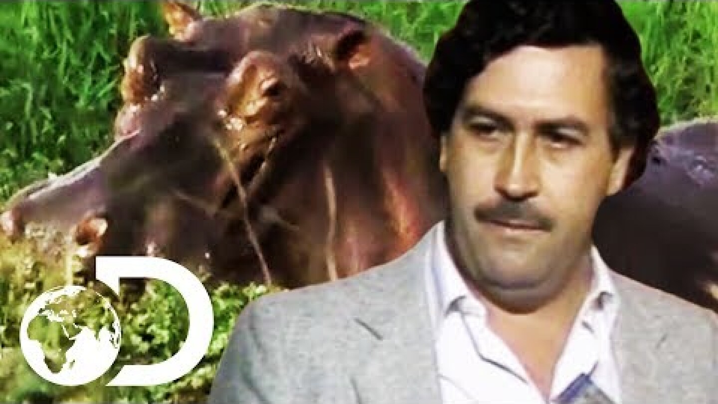 Pablo Escobar's Illegal Hippos On The Run In Colombia | Drug Kingpin Hippos