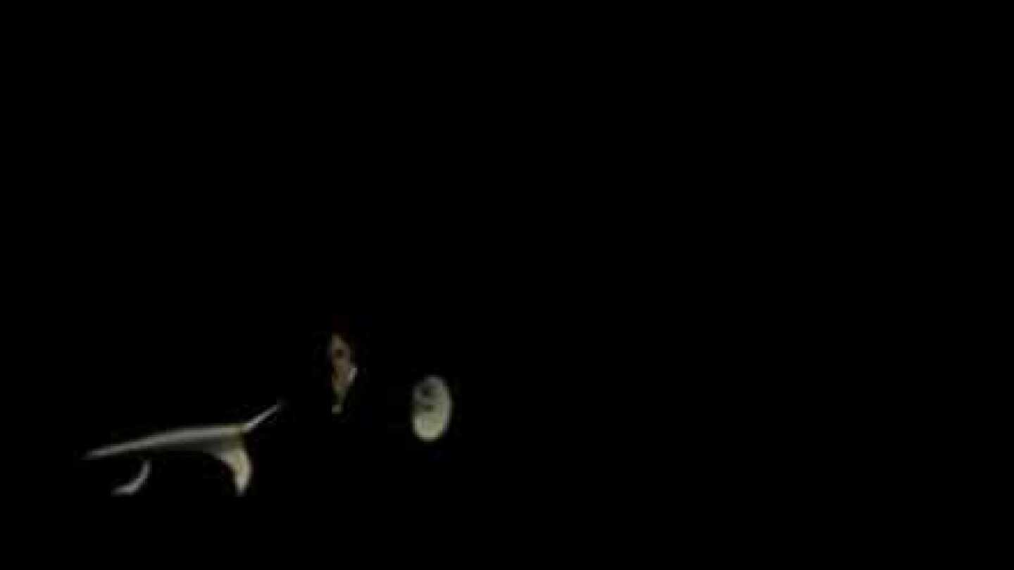 Dub Pistols - Rapture Feat. Terry Hall