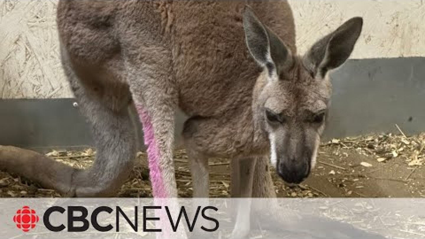 Escaped kangaroo caught east of Toronto