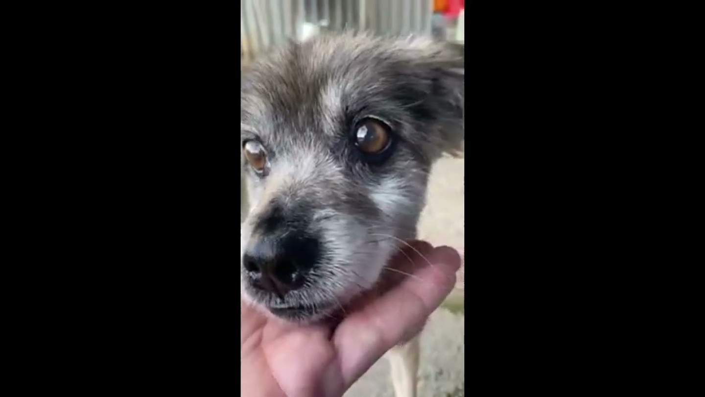 Manni - how can you abandon such an old dog?