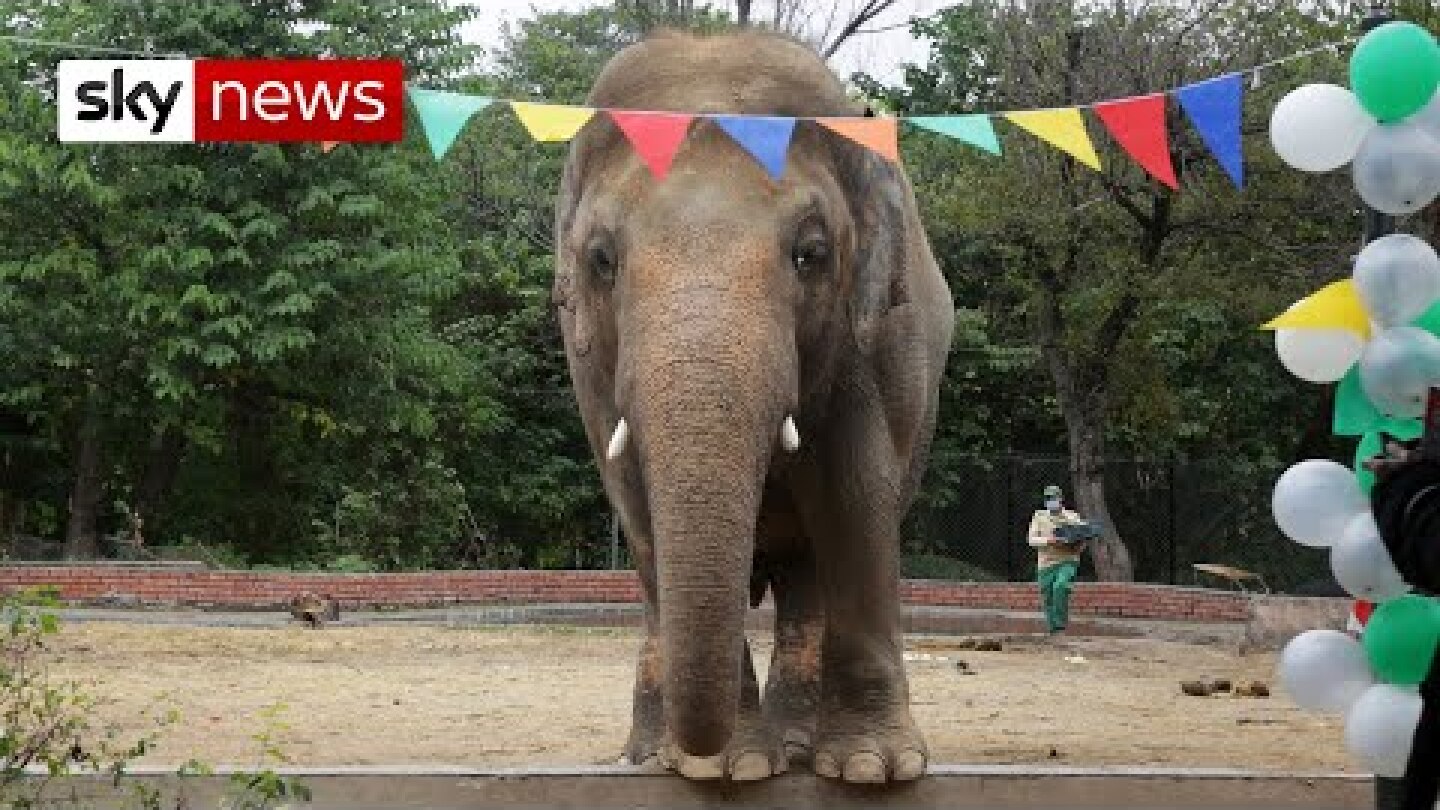 Cher helps rescue 'world's loneliest elephant' from Pakistan zoo