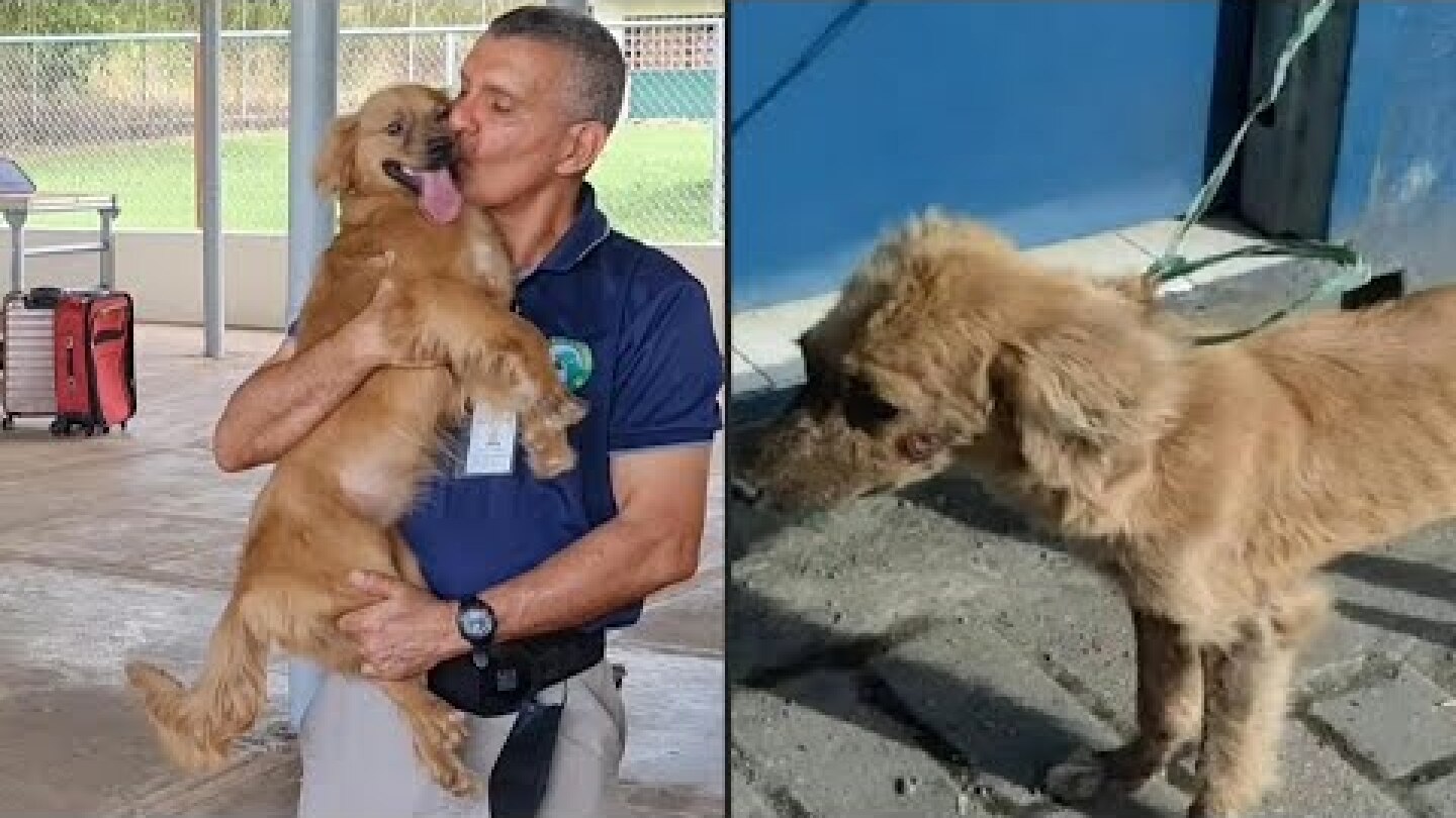 Mili, the police sniffer dog who survived 40-day trans-oceanic lock-up | AFP