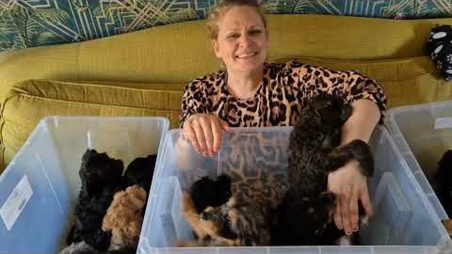 ‘They just kept coming!’ Family welcome record-breaking litter of 17 Irish Doodle puppies