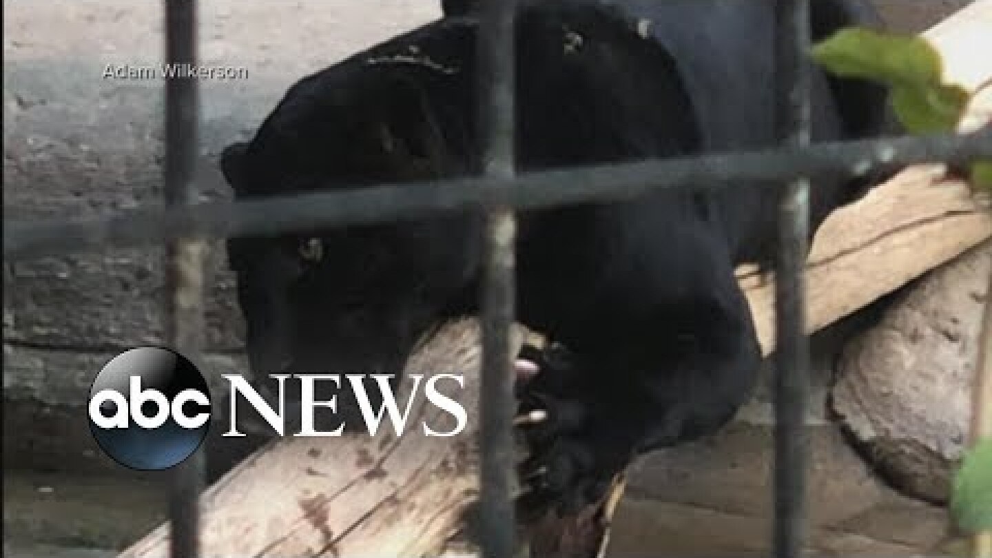 Jaguar attacks woman at Arizona zoo