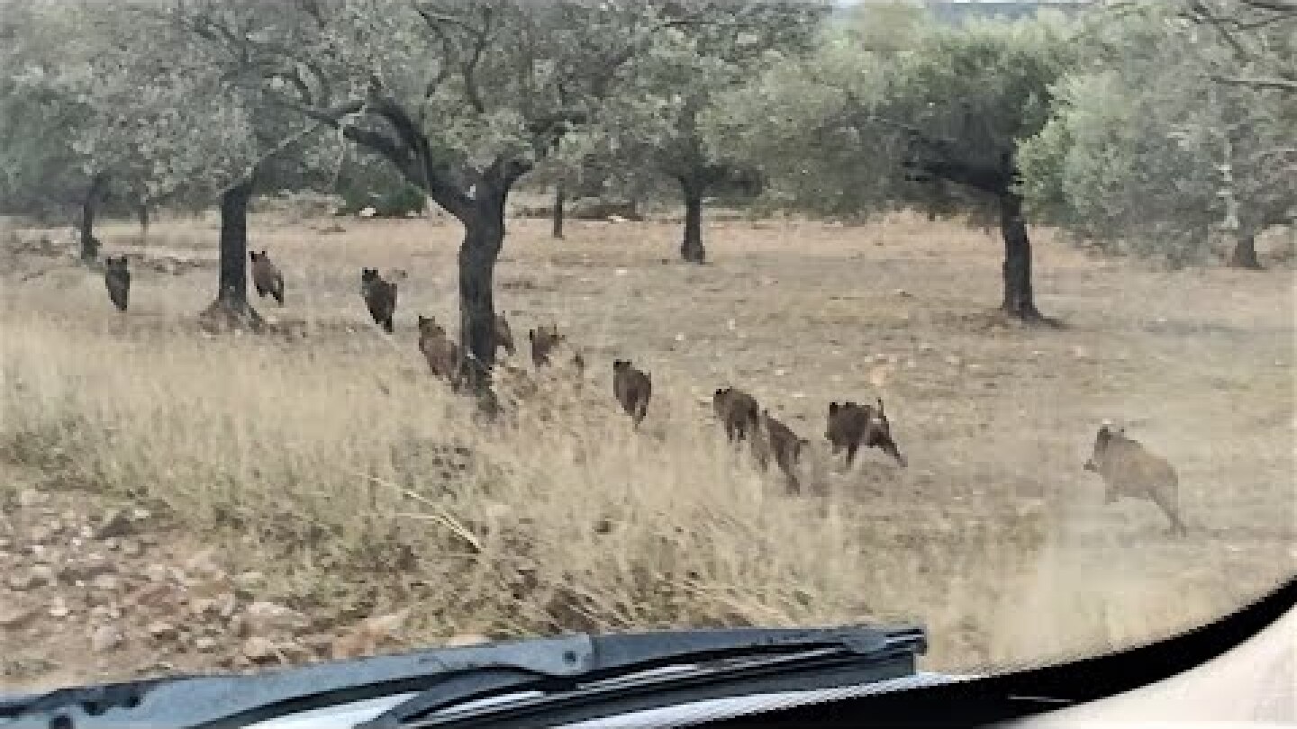 05/12/2022 ΑΓΡΙΟΓΟΥΡΟΥΝΑ ΣΤΟ ΛΑΥΡΙΟ !!!