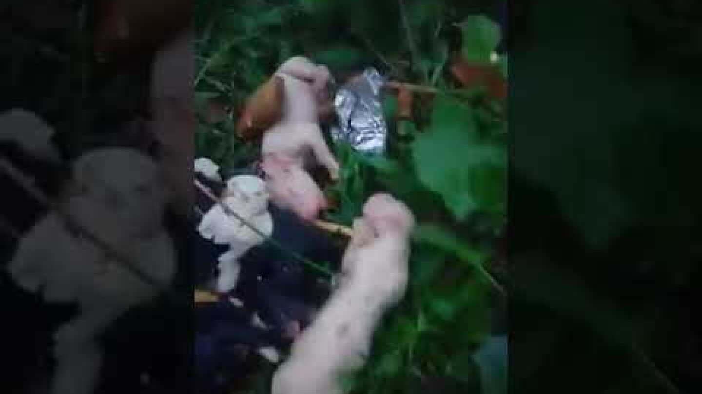 σκυλακια κερκυρα 1