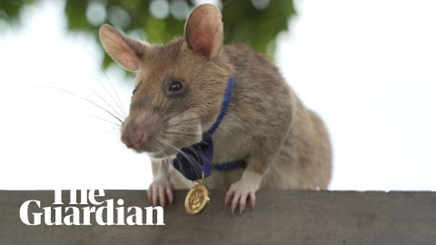 Magawa the mine-sniffing rat in Cambodia retires
