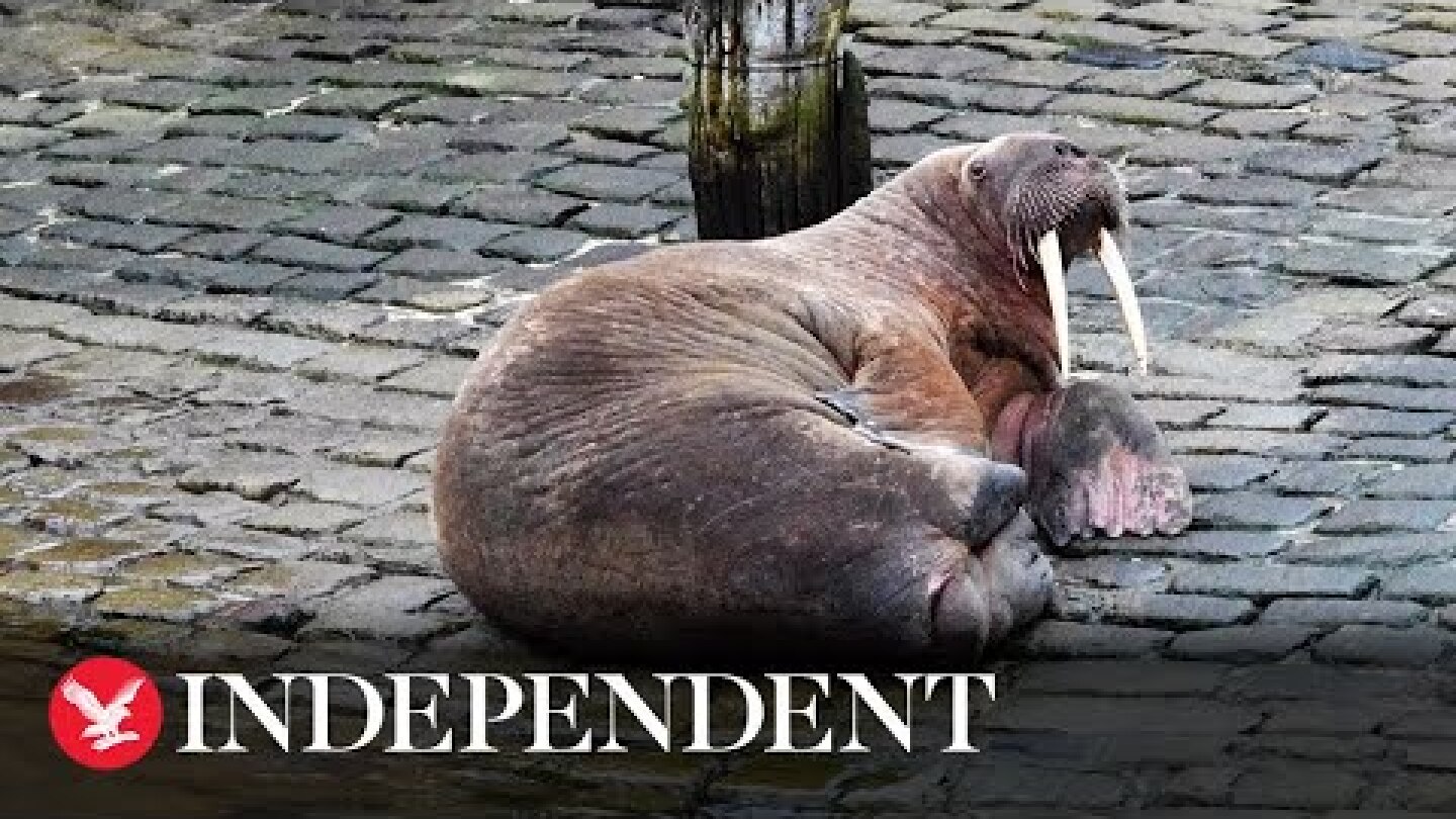 'Thor' the wandering walrus spotted in Scarborough harbour on return to UK