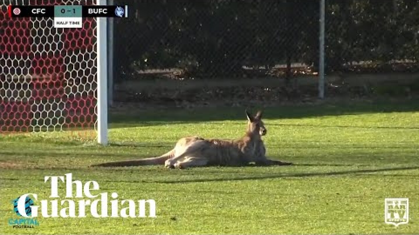 Kangaroo invades pitch at football match in Canberra