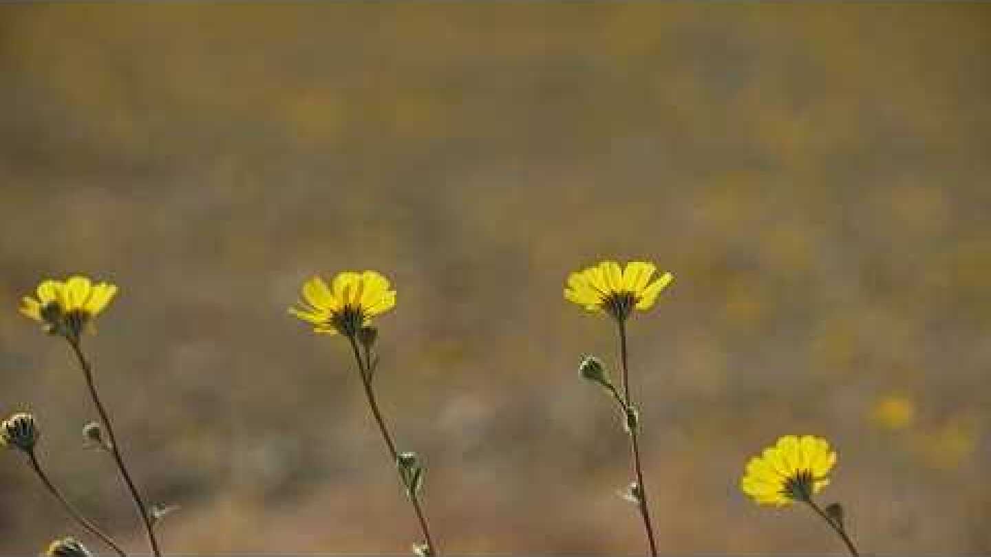 California's Death Valley blooms with wildflowers