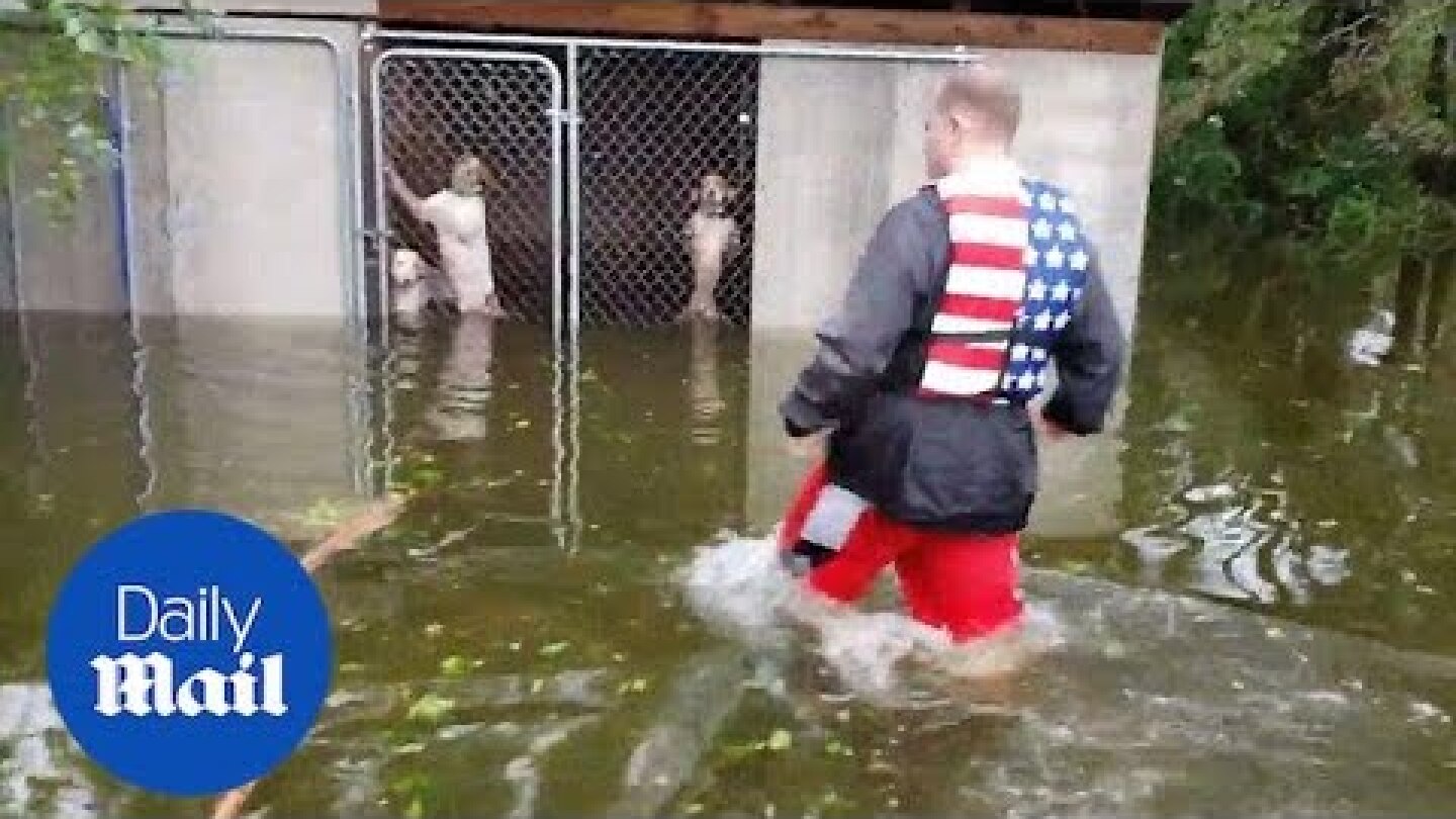Incredible moment six dogs are rescued hurricane Florence flooding