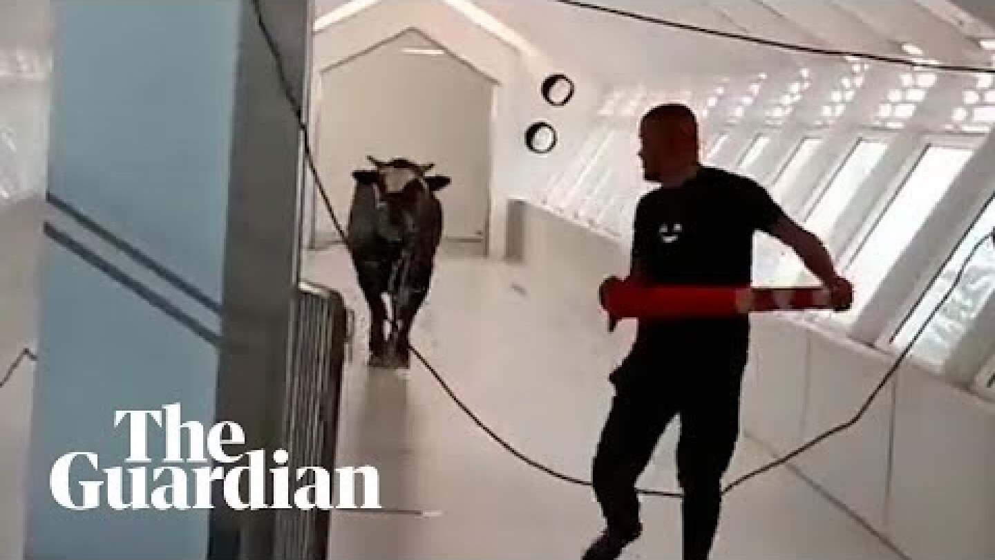 Runaway bull storms into bank in Israel