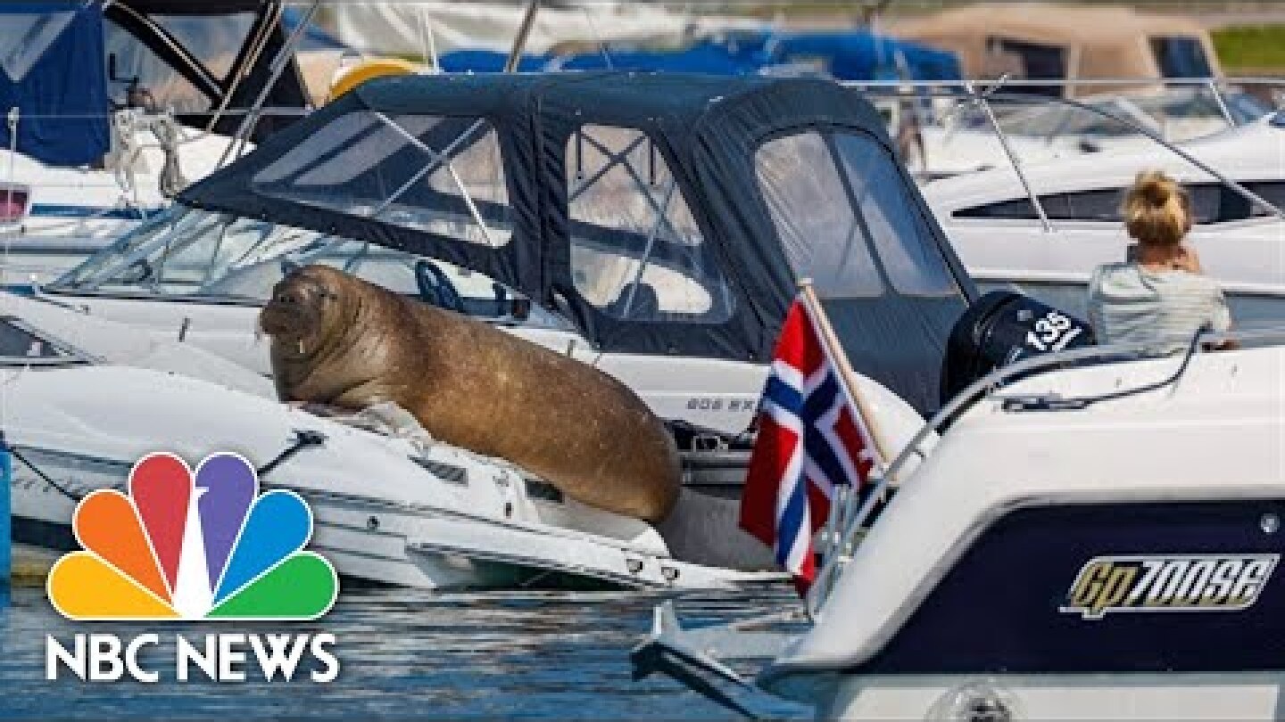 Norway’s Beloved Walrus Freya Euthanized After Drawing Crowds