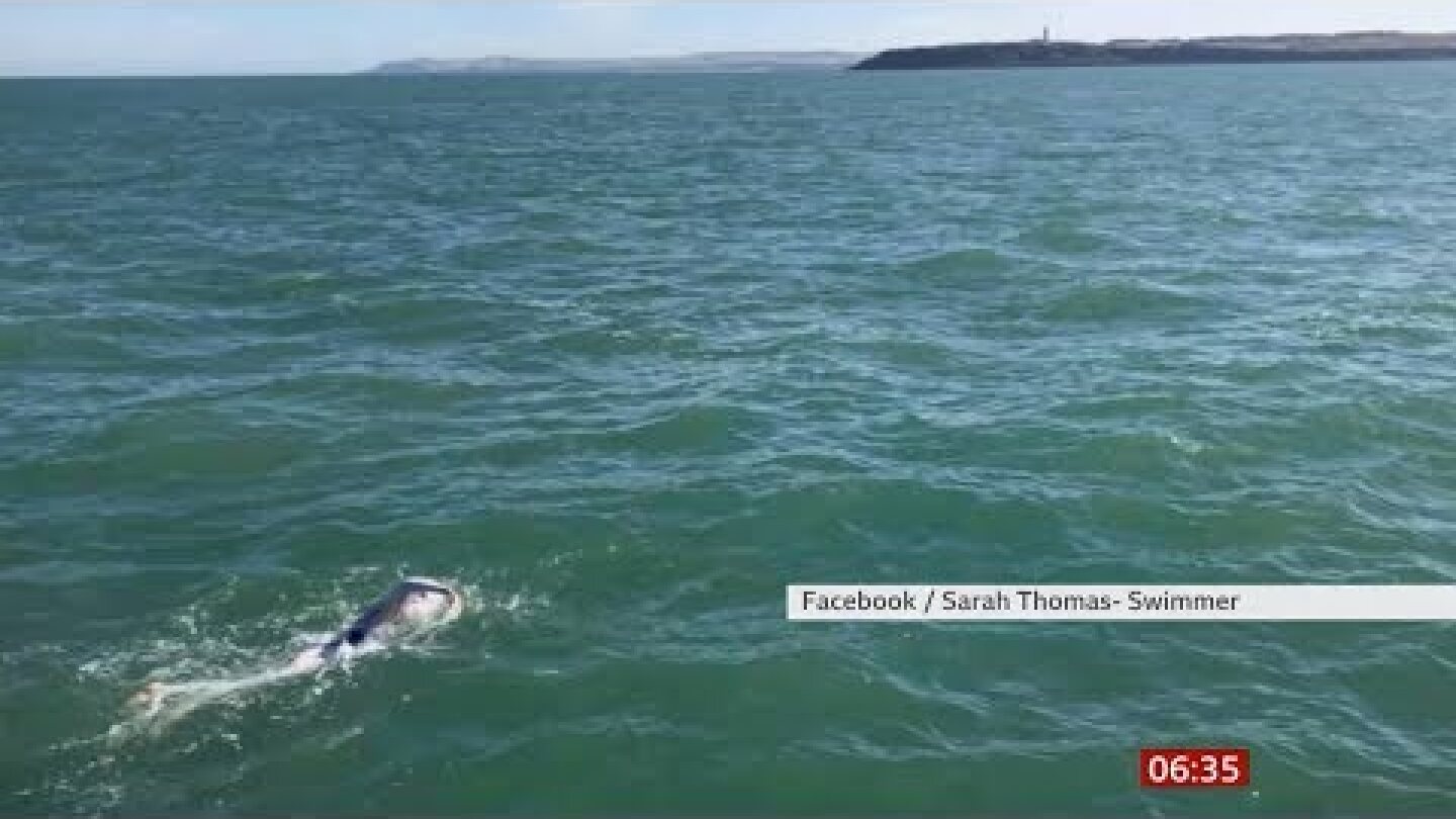 Sarah Thomas record swim attempt (English Channel) - BBC News - 16th September 2019