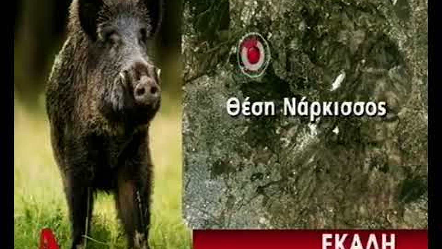 iefimerida.gr Αγριογούρουνα στην Εκάλη