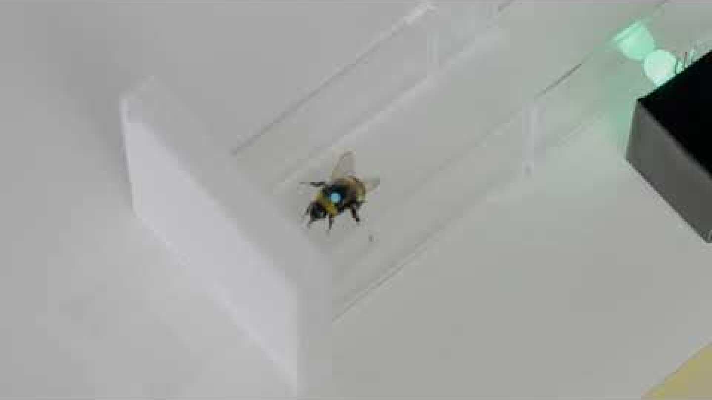 A bee recognises rhythm via pulsed light