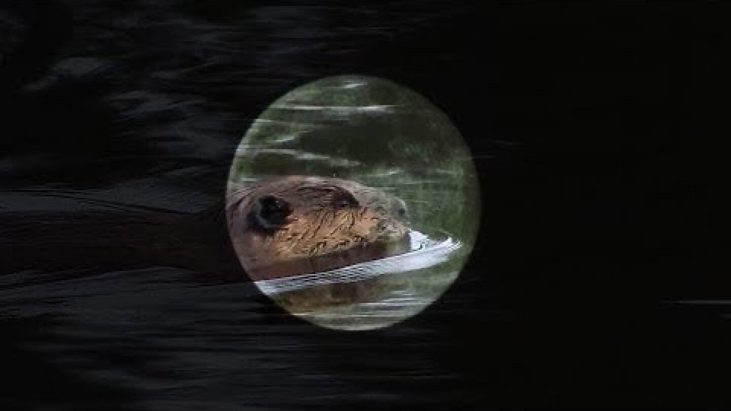 November's Full Beaver Moon