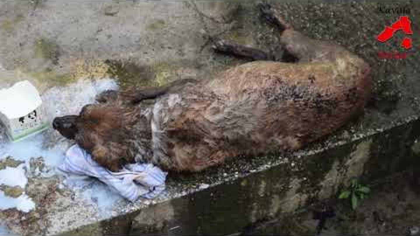 Διάσωση σκύλου φωτιά πυροσβεστική υπηρεσία Καβάλας 14 4 2018