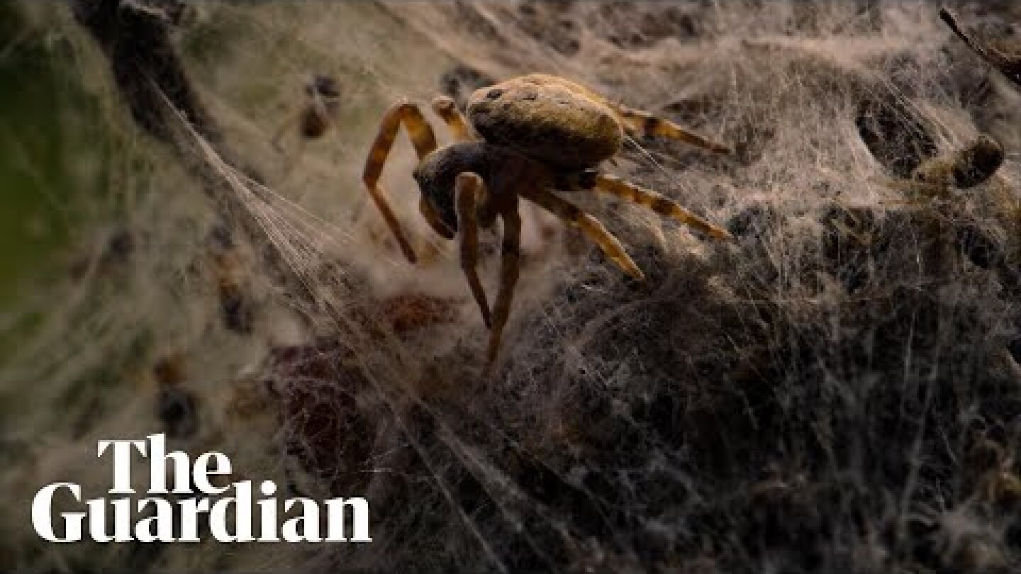 Young African social spiders hunt in a horrifying game of ‘grandmother’s footsteps'