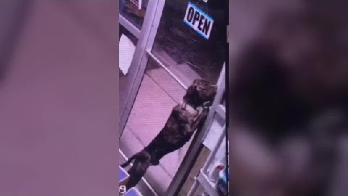 ‘Impawsible’: Dog unlocks two doors to escape animal shelter