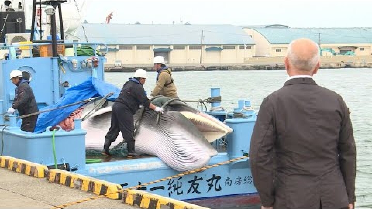 Japan fisherman catch first whales as commercial hunts resume | AFP