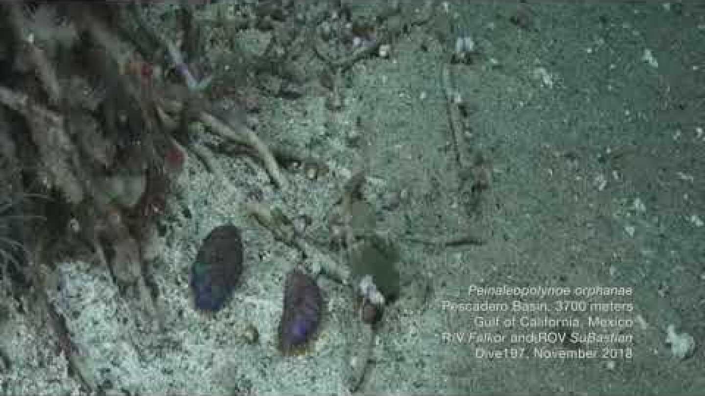 Peinaleopolynoe orphanae scaleworms at 3.7 km (Gulf of California) Schmidt Ocean Institute S0197.