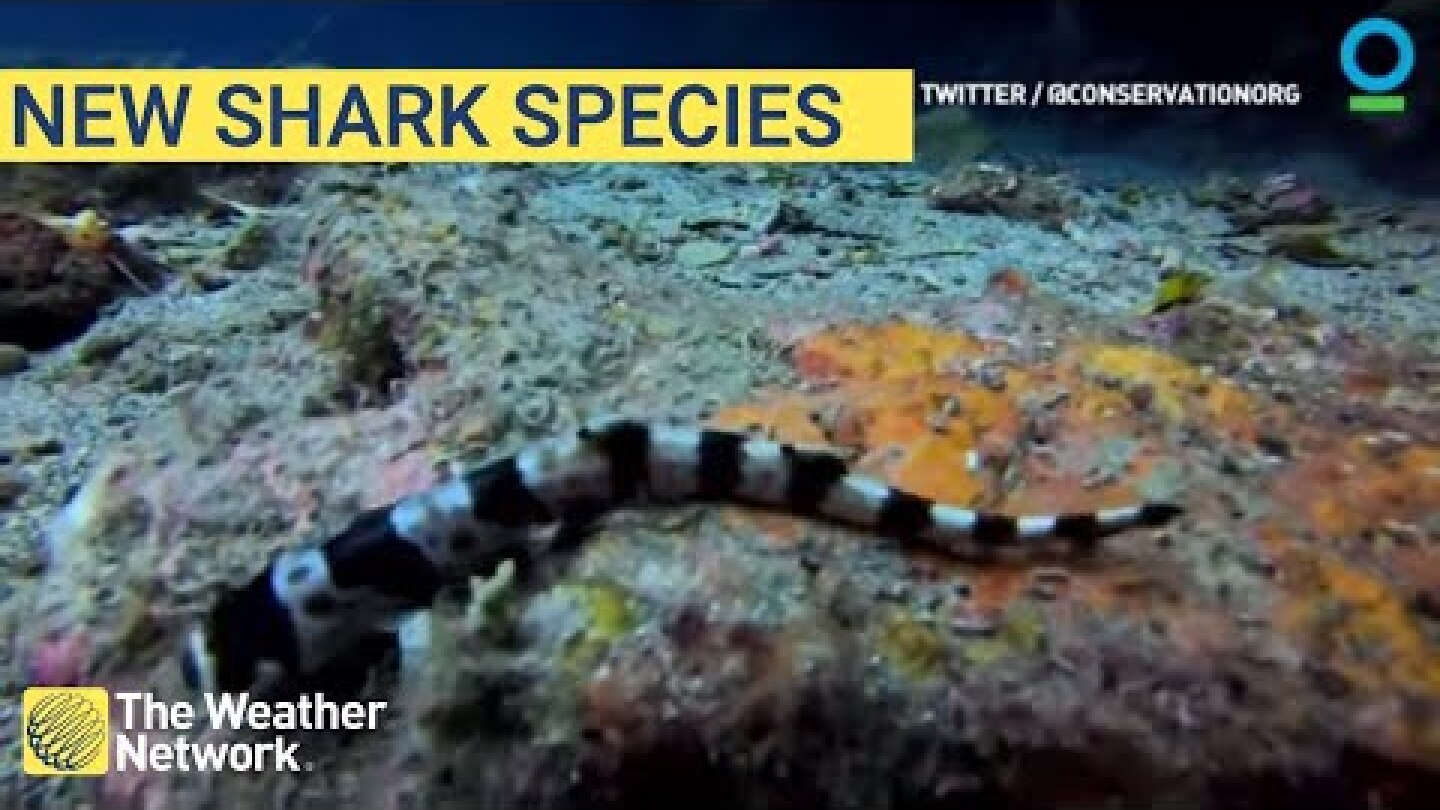 New Walking Shark Species Discovered in Australia and New Guinea