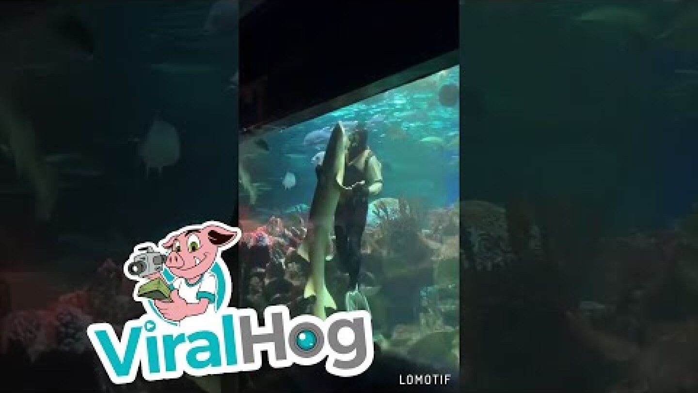 Scuba Diver Dances With Shark || ViralHog