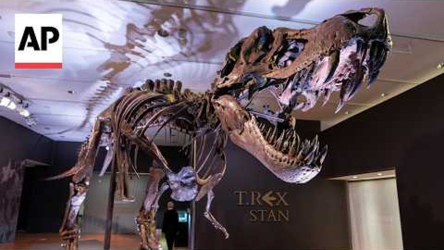 T. rex's body temperature was similar to humans, study finds
