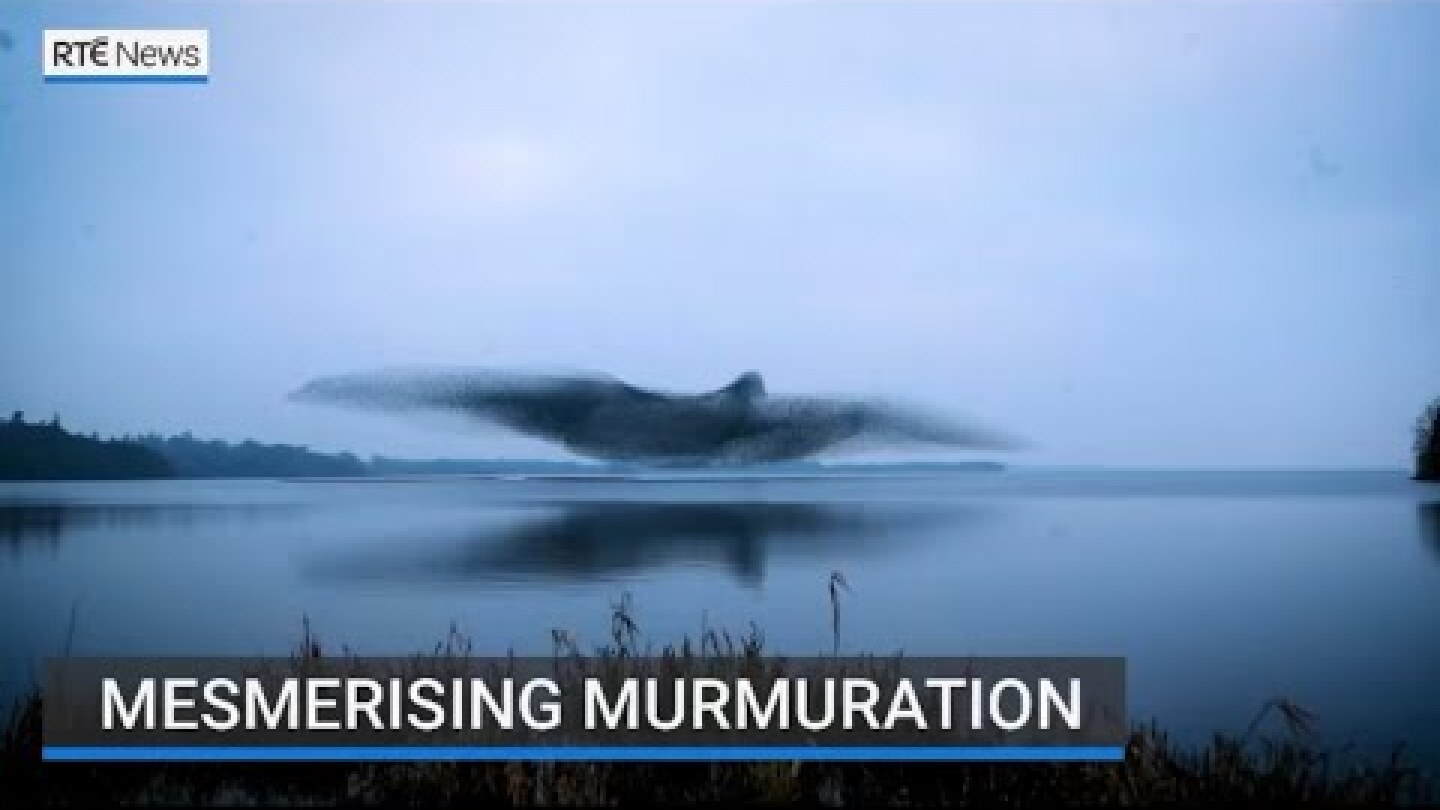 Mesmerising Murmuration