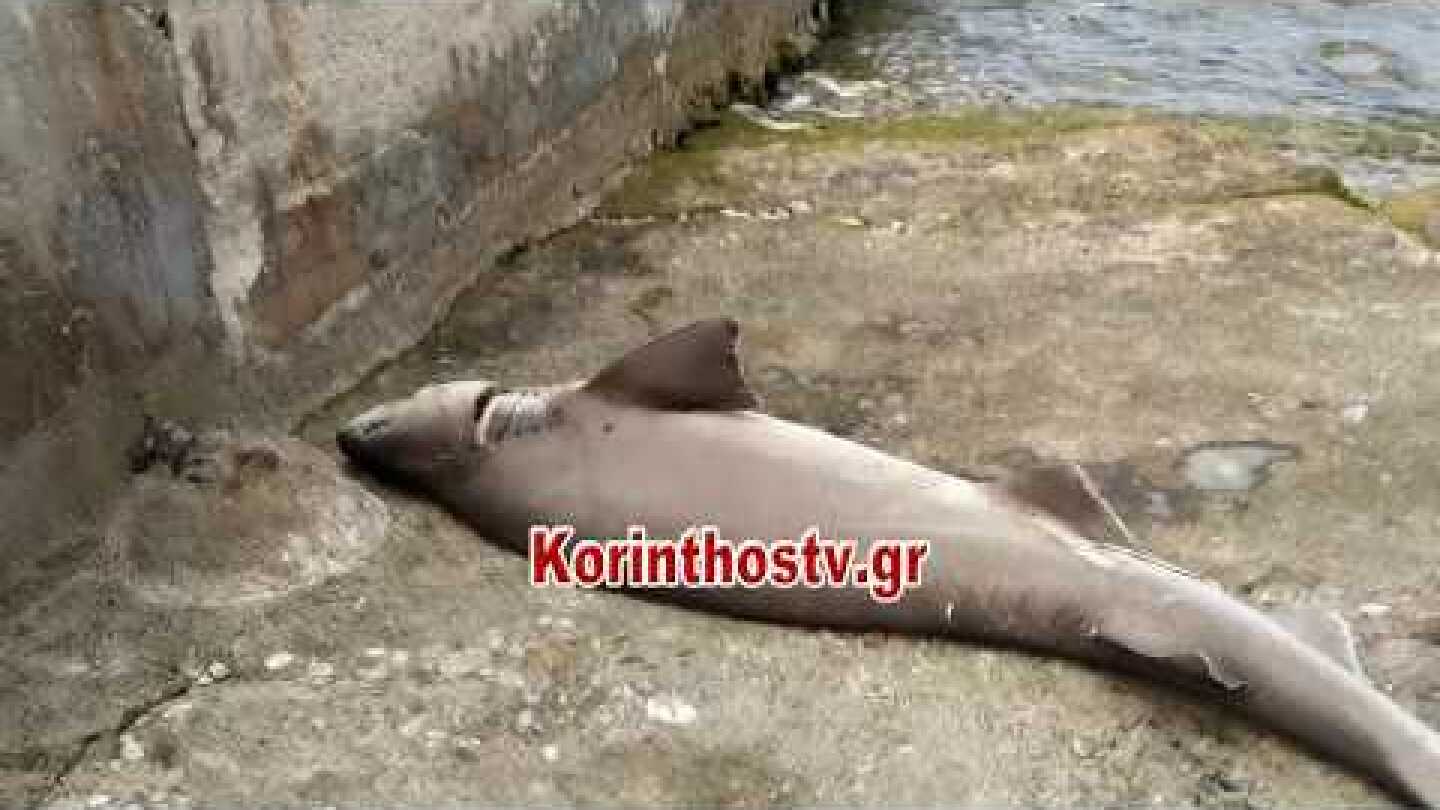 Νεκρός καρχαρίας ξεβράστηκε σε παραλία της Ποσειδωνίας Κορίνθου