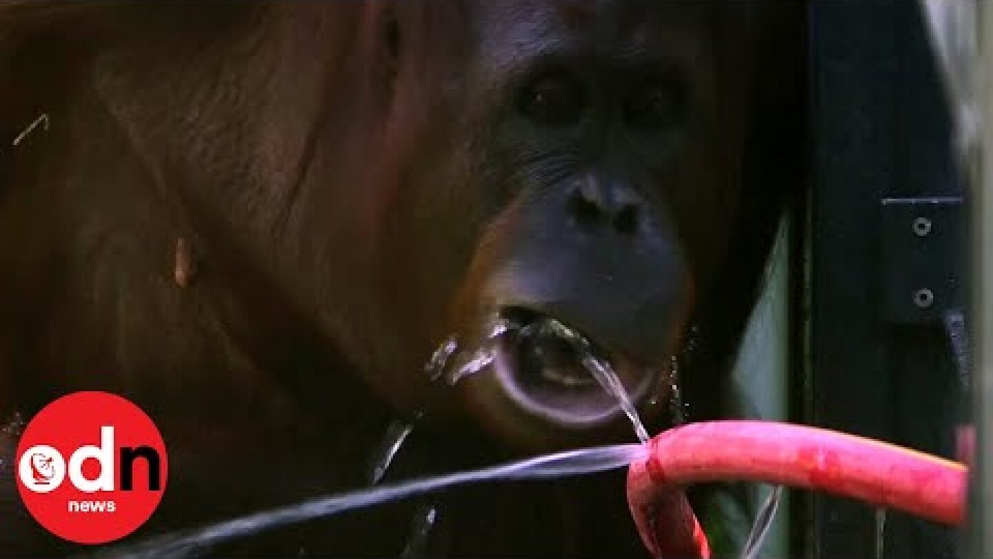 Zoo animals keep cool as extreme heatwave hits Europe