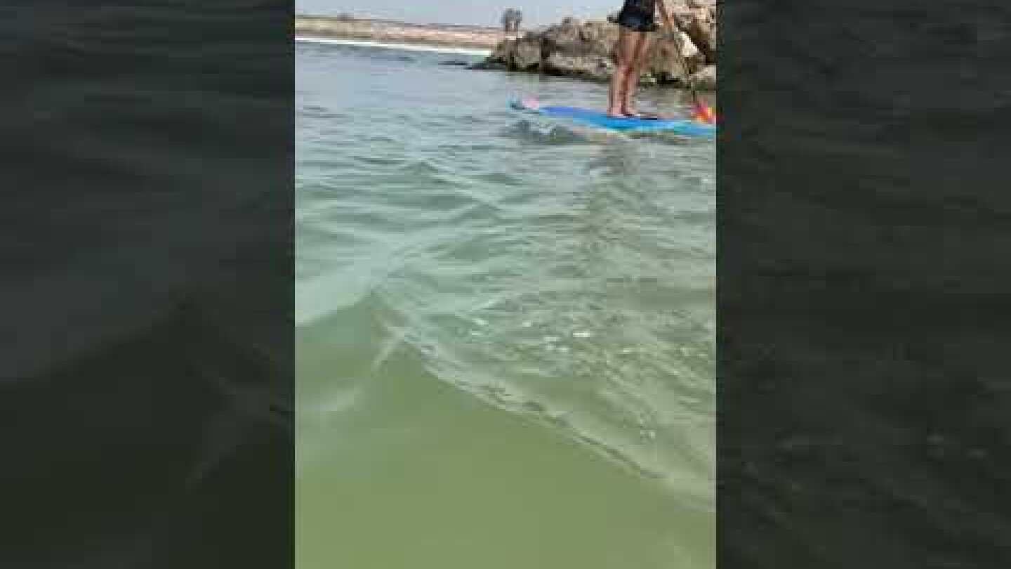 כרישים בחדרה 2021- הבחורה עם הסאפ   Playing with Sharks in Israel