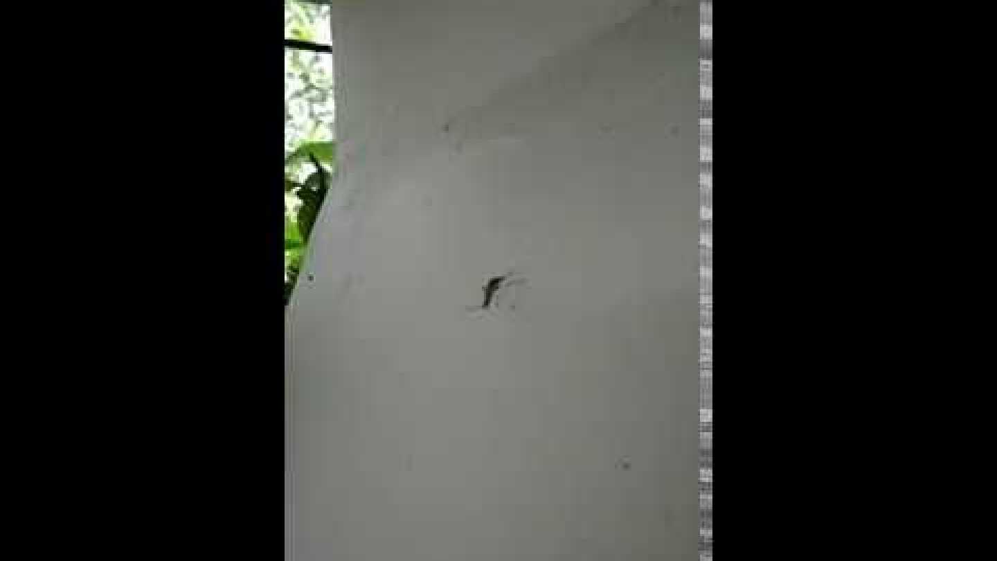 Επιθετικά μεγάλα κουνούπια τσιμπάνε σφοδρά εμφανίστηκαν Τρίκαλα Κυριακή 15-4-2018