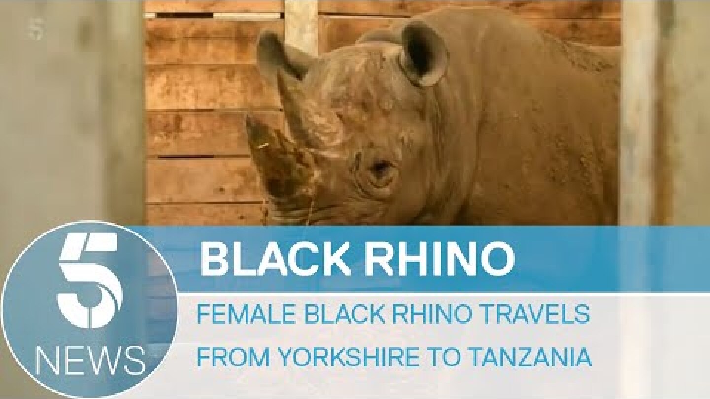 Rare black rhino leaves Yorkshire park for Tanzania | 5 News