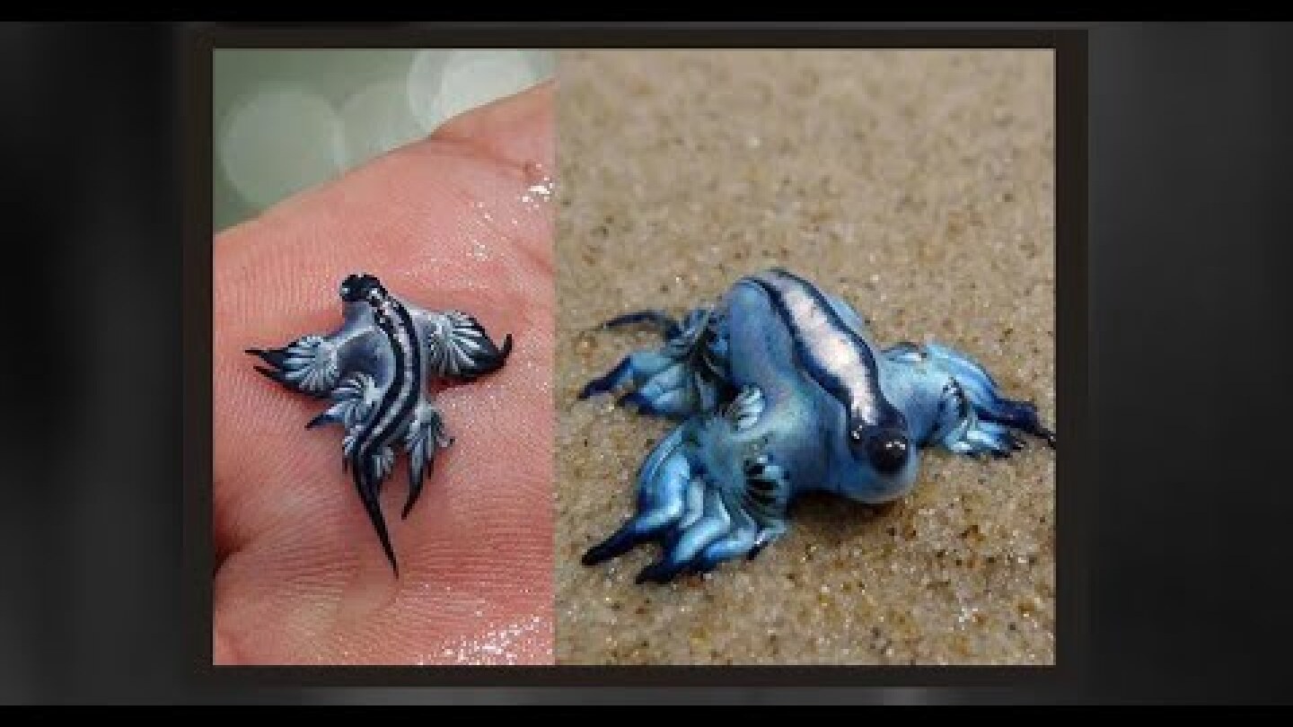Costa Blanca Beaches Closed! Deadly Blue Dragons Invade Spanish Coast