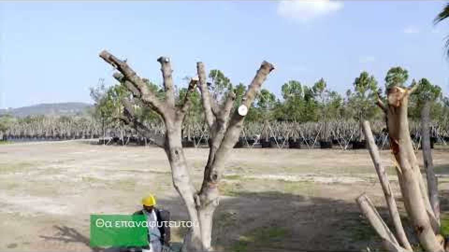 Μεταφύτευση