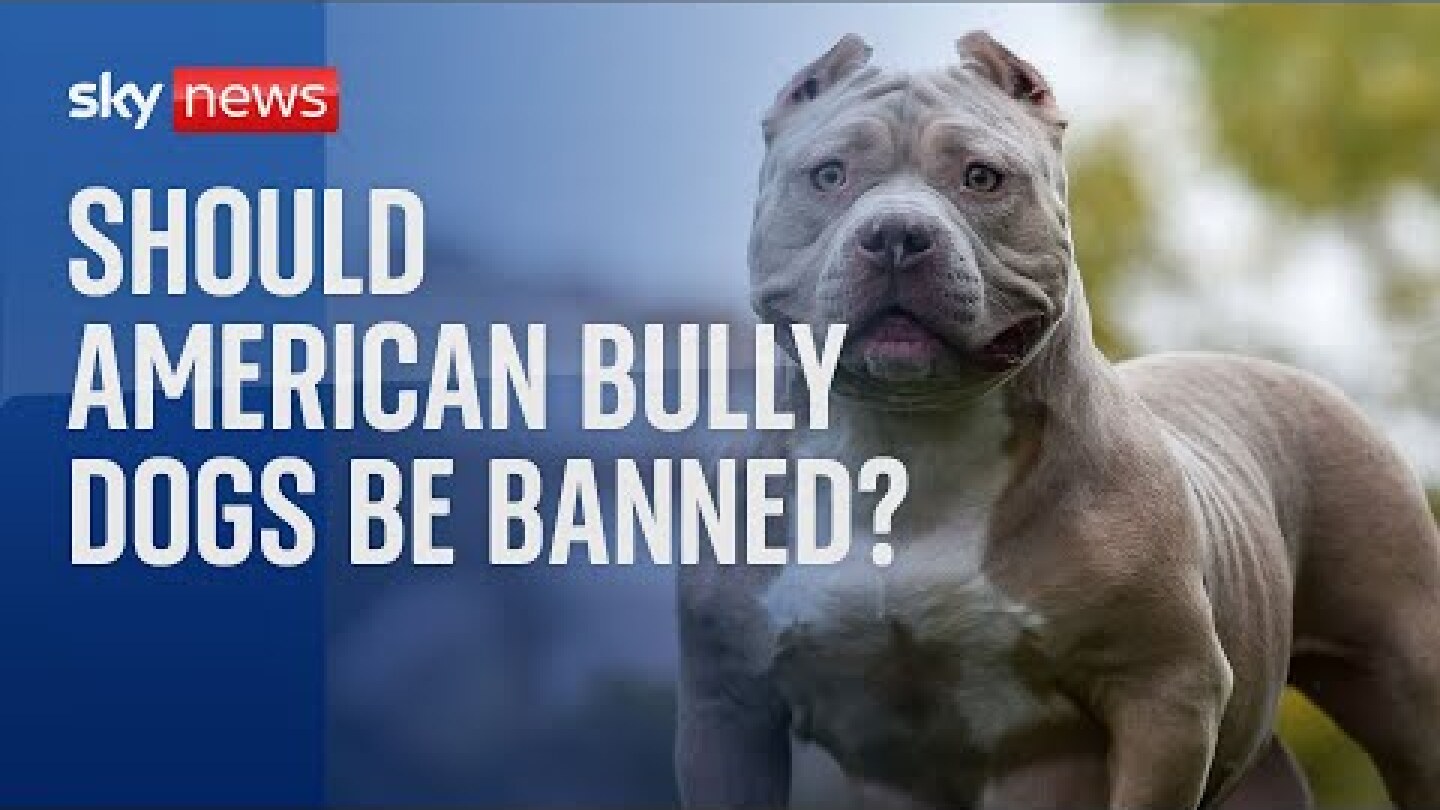 Dangerous Dogs: Should American Bully dogs be banned?