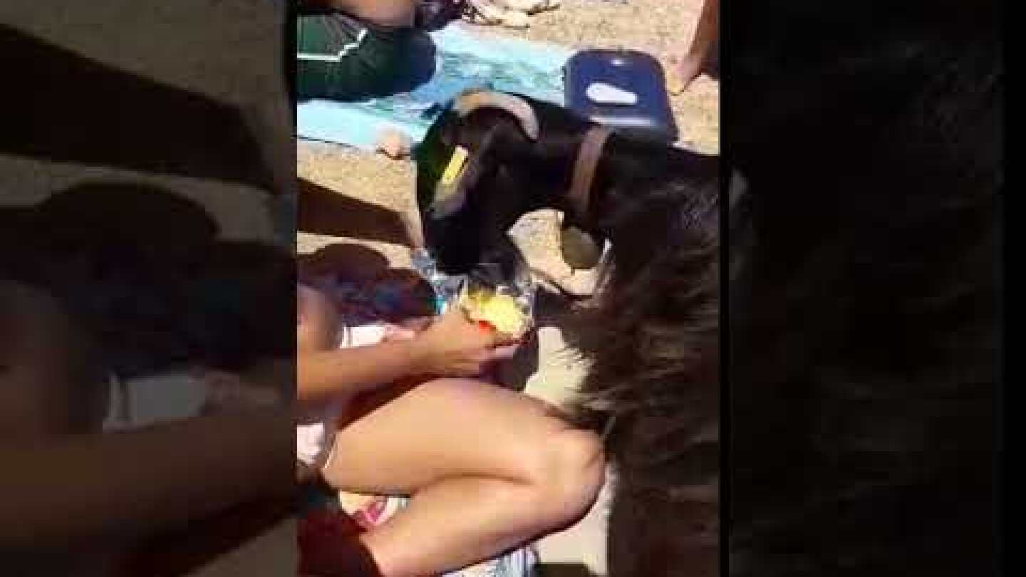 Κατσίκα τρώει από λουόμενους σε παραλία της Κρήτης