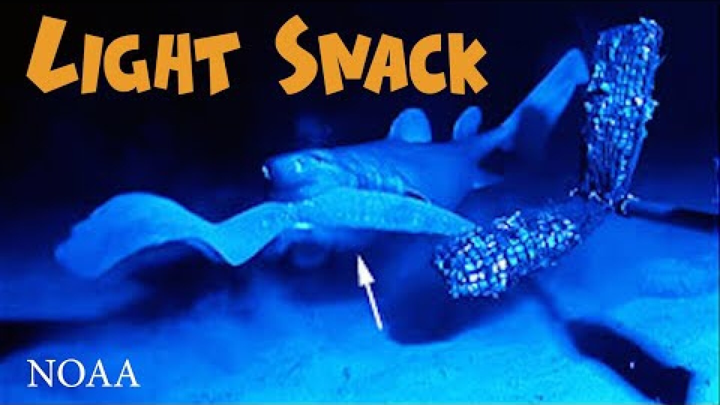 Glowing shark found off New Zealand - the Kitefin - strange glowing deep sea creature - further info